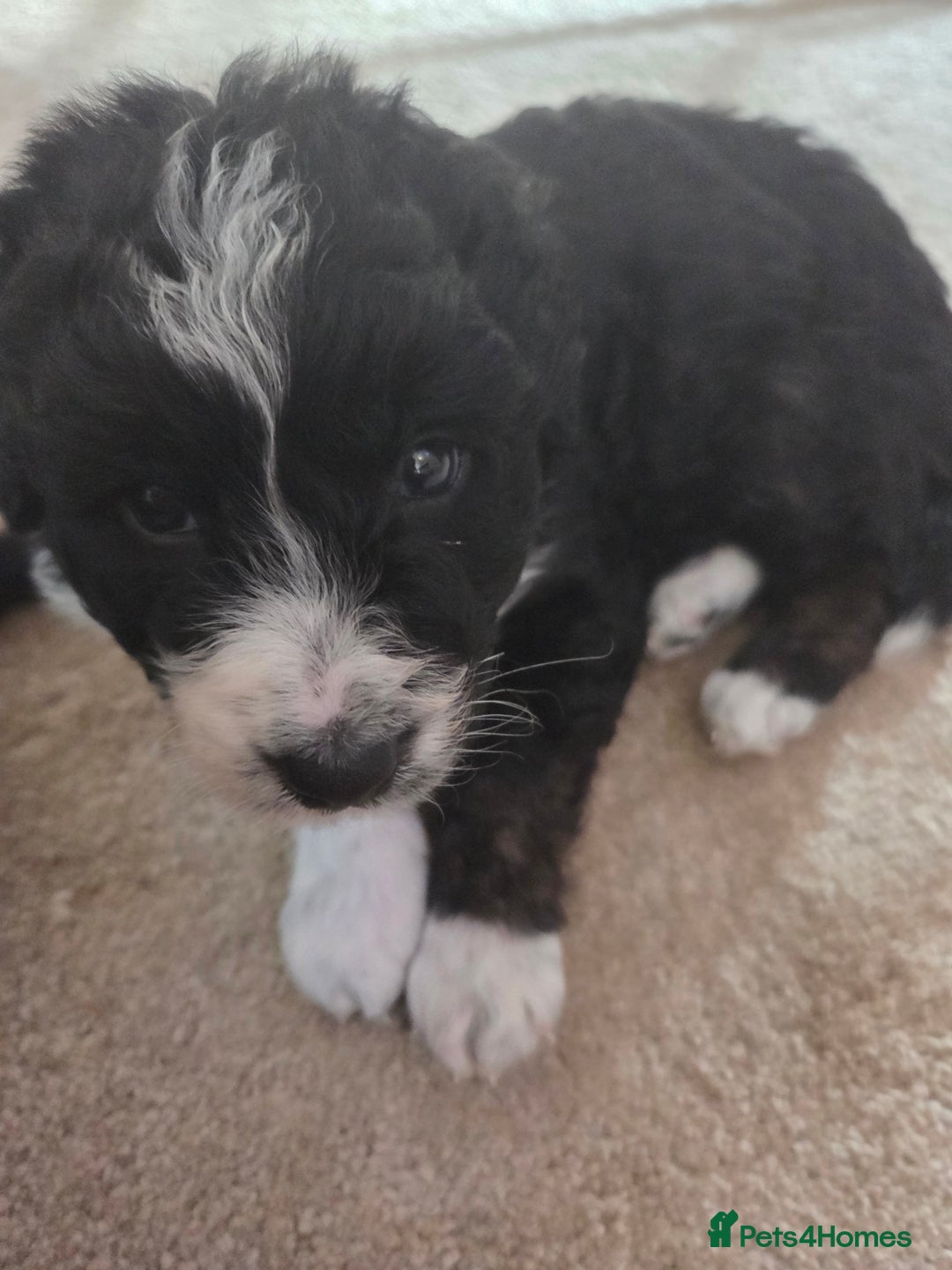 Bordoodle dogs for sale: F2 Bordoodle puppies - Image 20