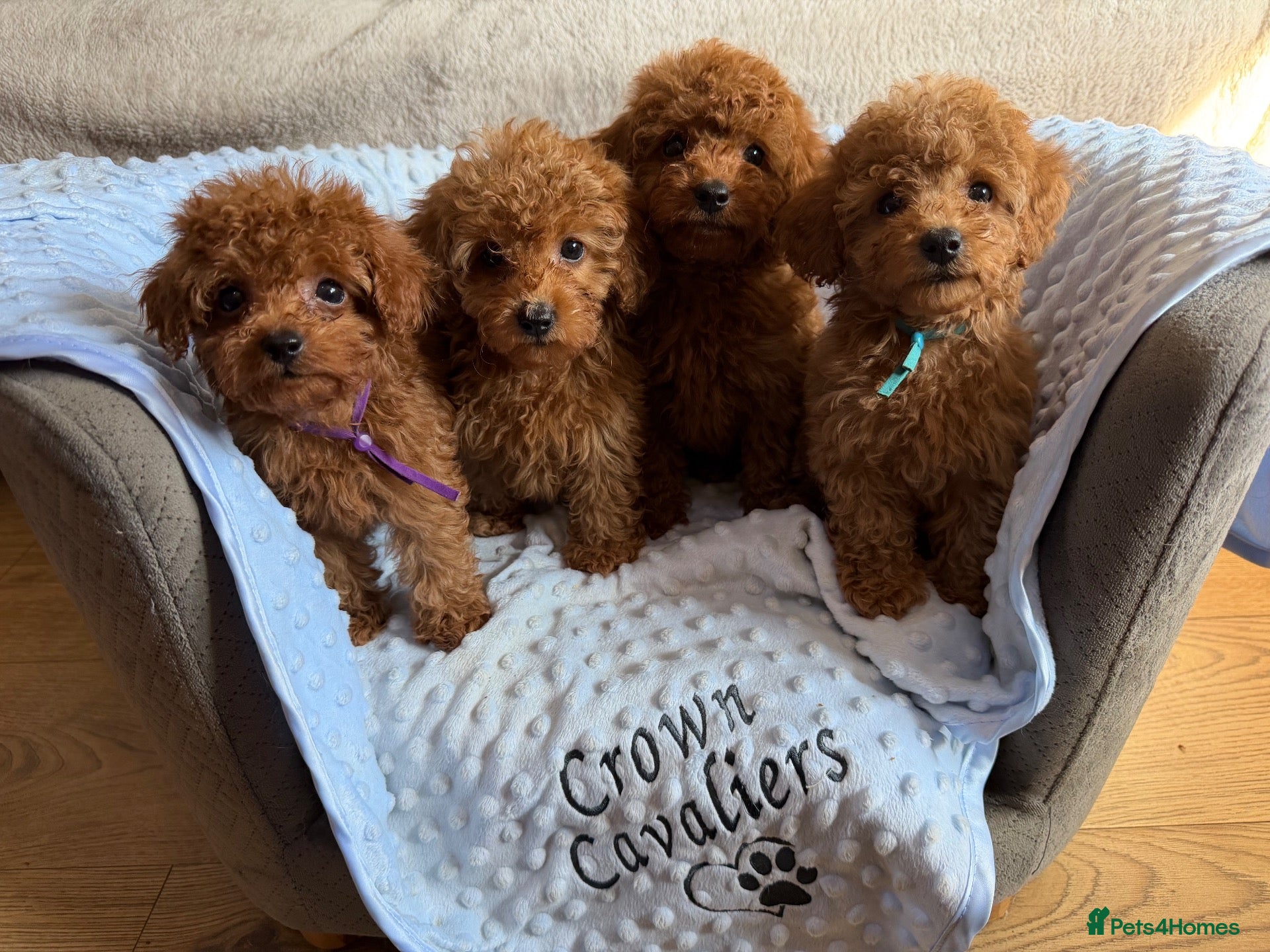 Toy Poodle dogs RED LINEAGE TINY KC HEALTH TOY POODLES LICENSED  - Advert 1