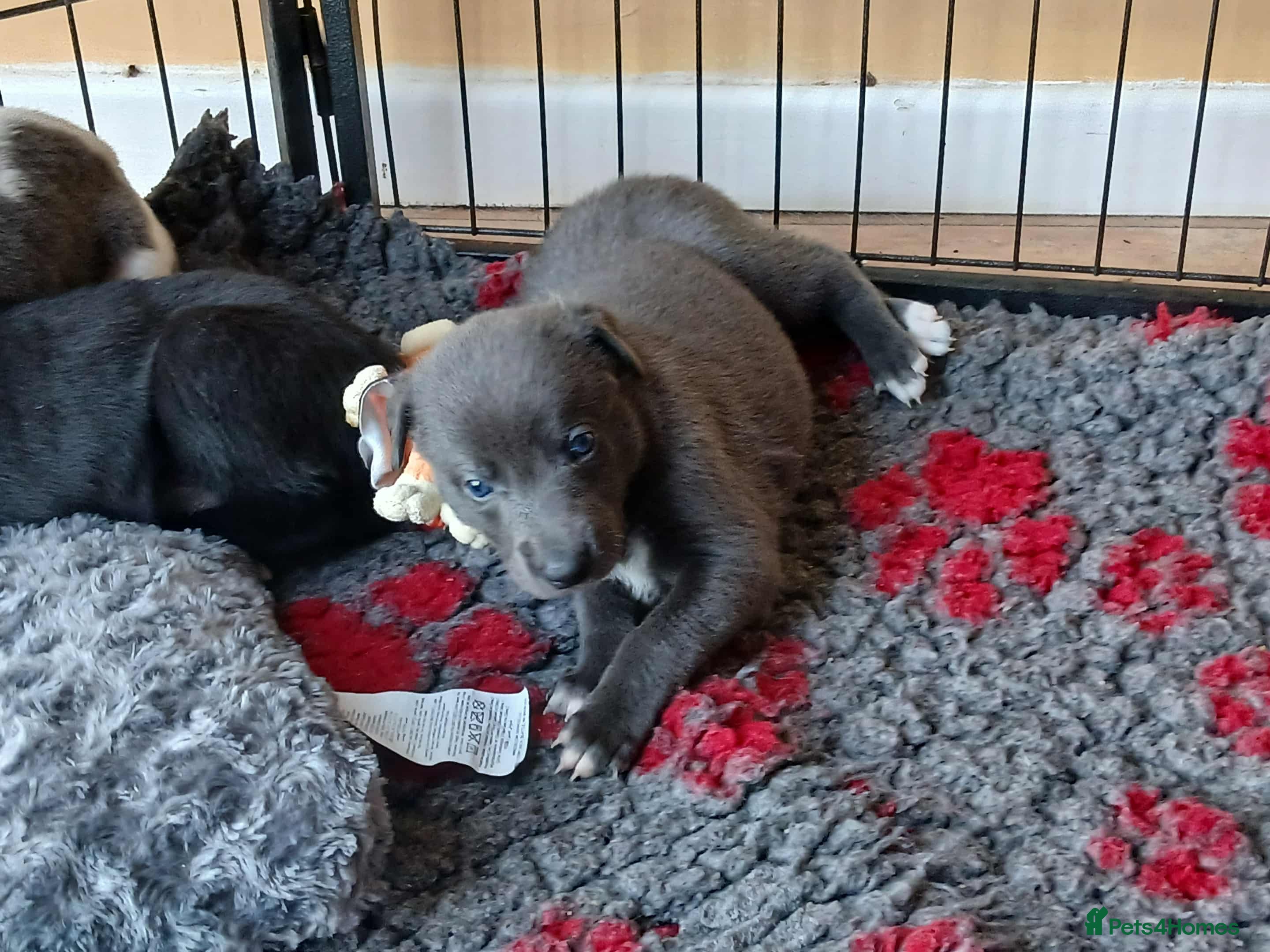 Whippet dogs Beautiful blue whippet puppy - Advert 11