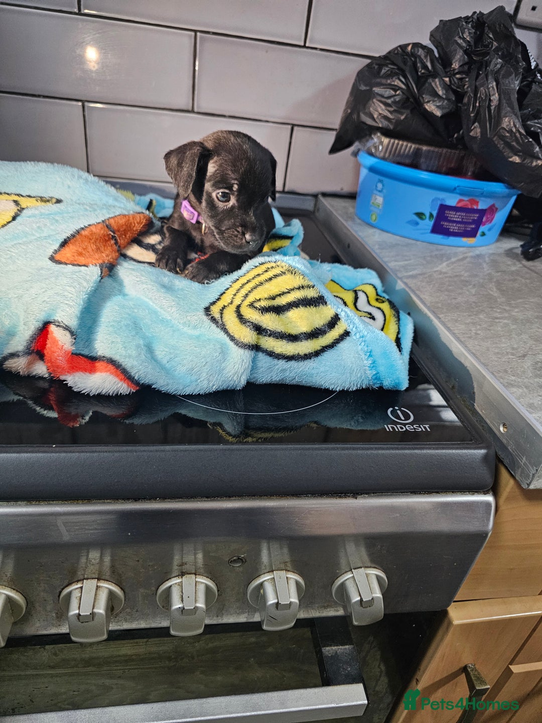 Patterdale Terrier dogs for sale: BEAUTIFUL PATTERDALE TERRIERS FOR SALE  - Advert 9