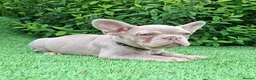 French Bulldog dogs for sale: Isabella French Bulldogs Ready Now  - Advert 4