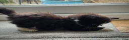 Mixed Breed cats for sale: 3 Beautiful Female Long-Haired Kittens,8 Weeks Old in Bracknell - Advert 12