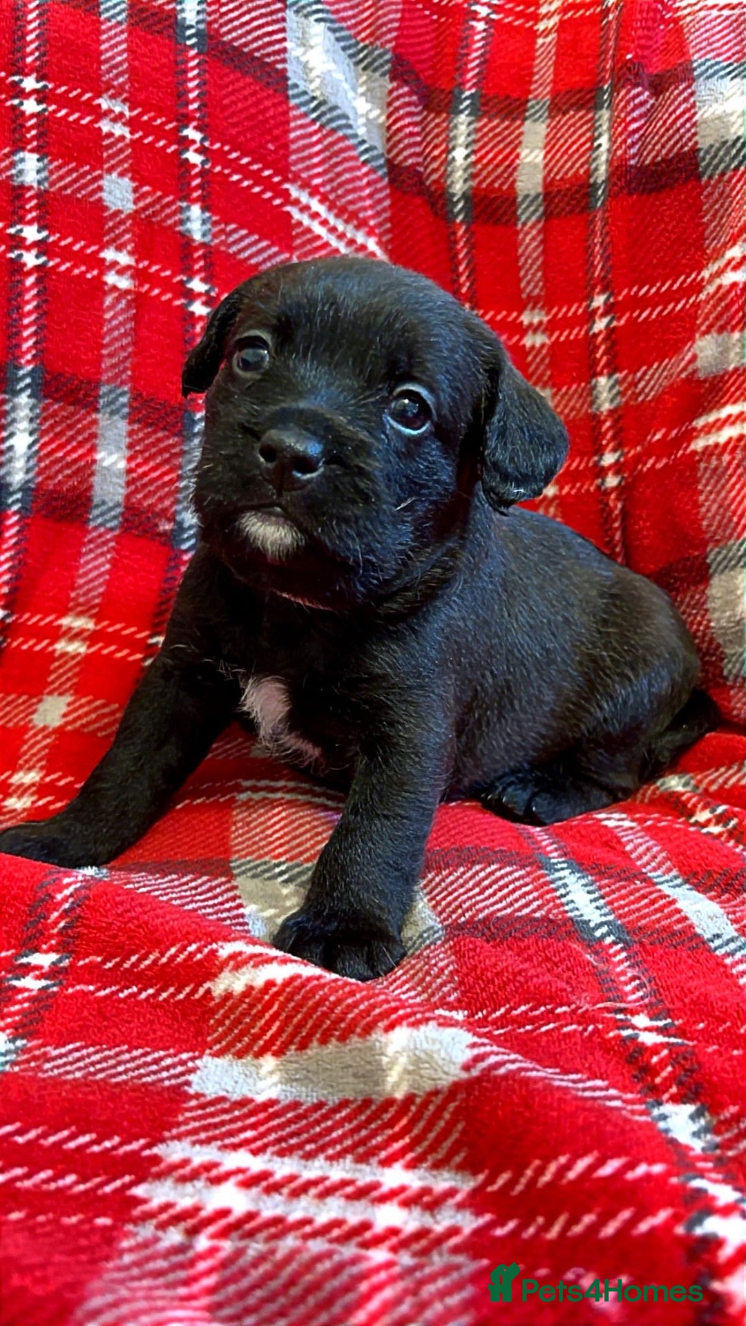 Mixed Breed dogs for sale: 🐶RARE FLUFFY BOODLE  - Advert 3