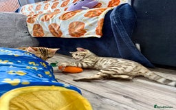 Bengal cats for sale: Stunning TICA 5 Generation Pedigree Kittens - Image 9