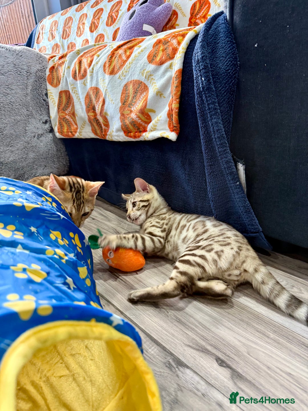 Bengal cats for sale: Stunning TICA 5 Generation Pedigree Kittens - Image 9