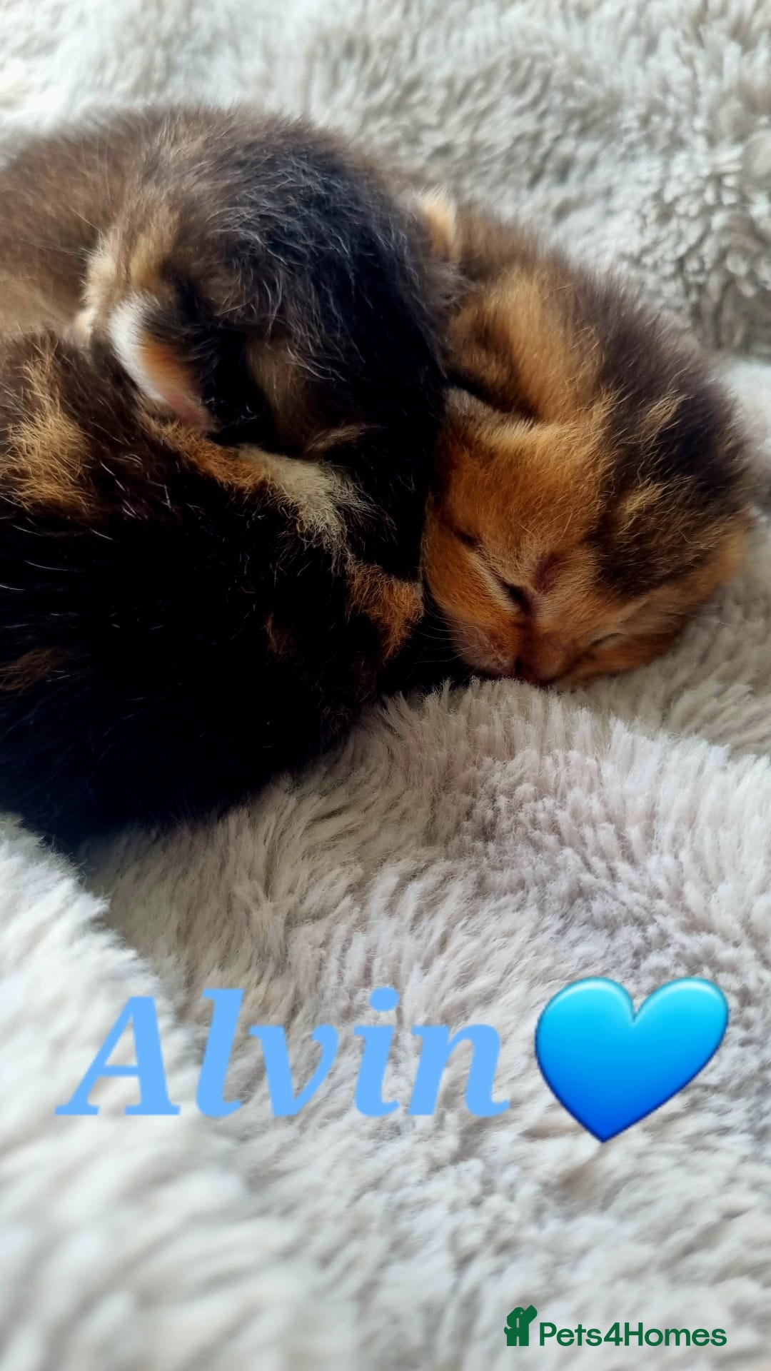 Scottish Fold cats for sale: TICA REGISTERED SCOTTISH BABIES  - Image 14