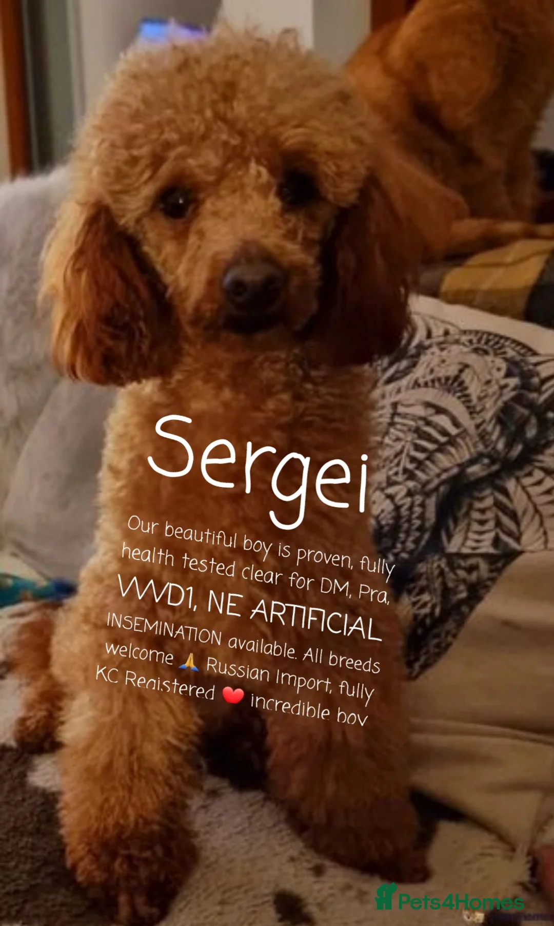 Poodle dogs for stud: Exceptional Health Tested Poodle Studs in Aberdeen - Advert 7