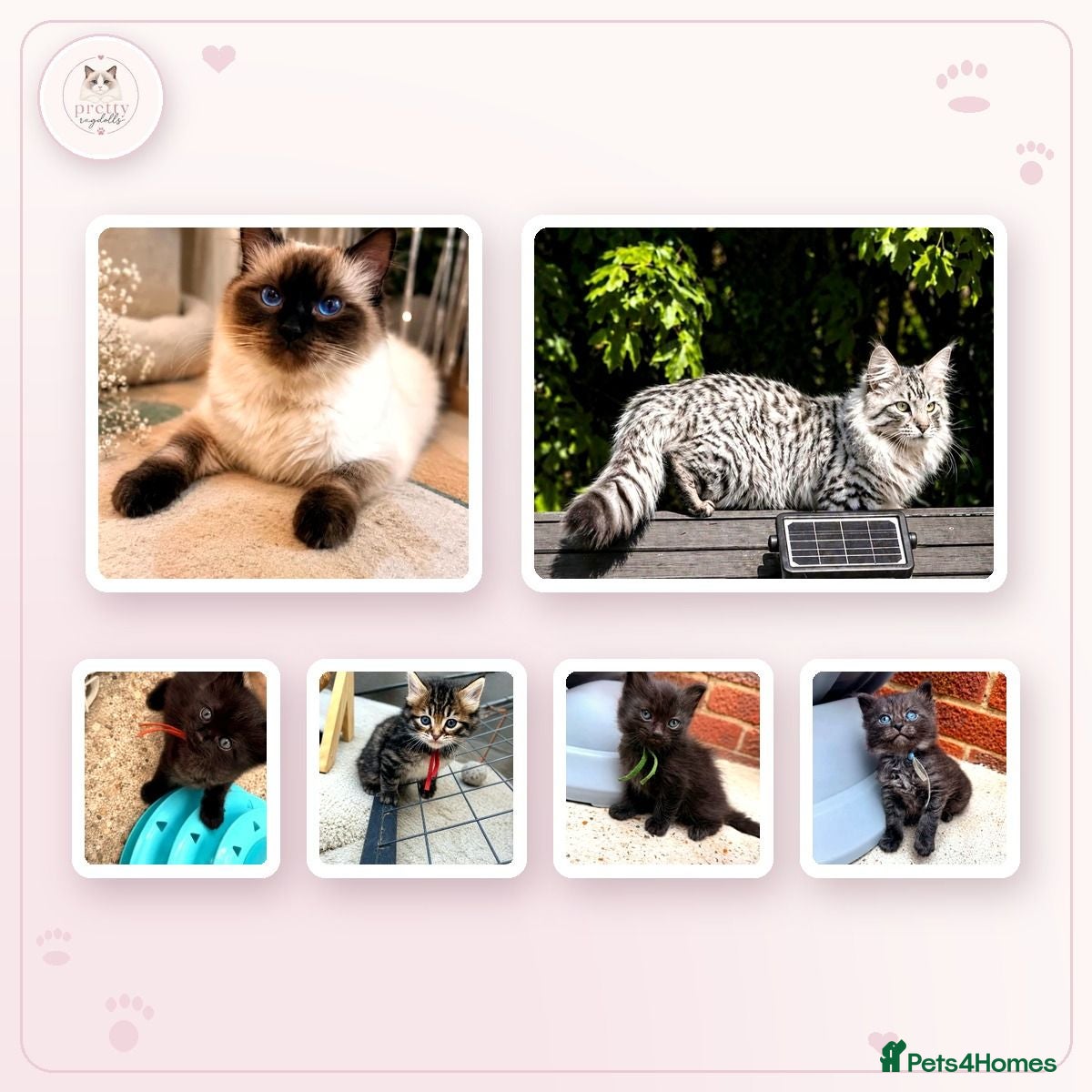 Ragcoon cats Beautiful Ragcoon kittens 🐾  - Advert 1