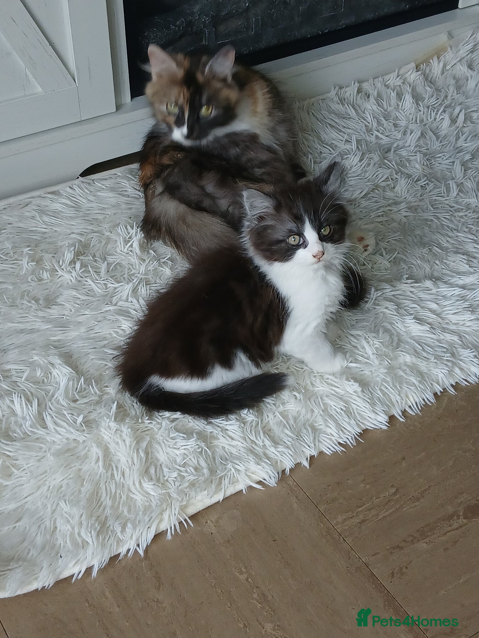 Mixed Breed cats Long hair male kitten  - Advert 2
