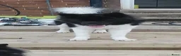 Akita dogs for sale: American Akita's  - Advert 8