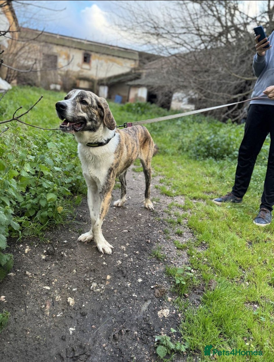 Mixed Breed dogs for adoption: 💔 OLIVER, RETURNED OUT OF SHAME 💔 - Image 5