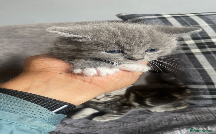 British Shorthair cats - Advert 1