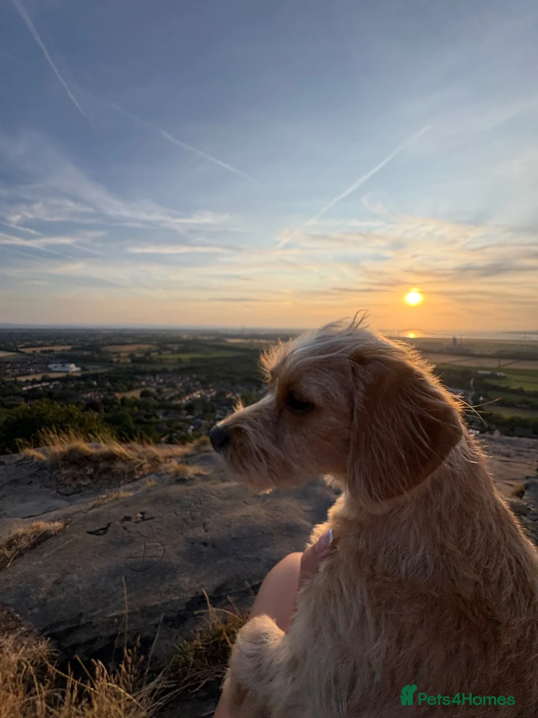 Mixed Breed dogs for sale: Bonnie✨ mixed breed puppy for rehome in Chester - Advert 1