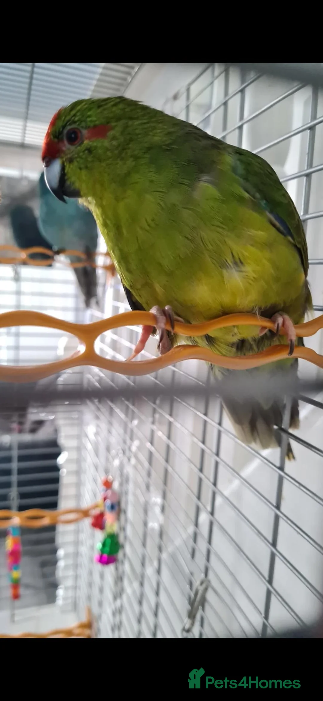 Parakeets birds for sale: Kakariki in Queenborough - Advert 2