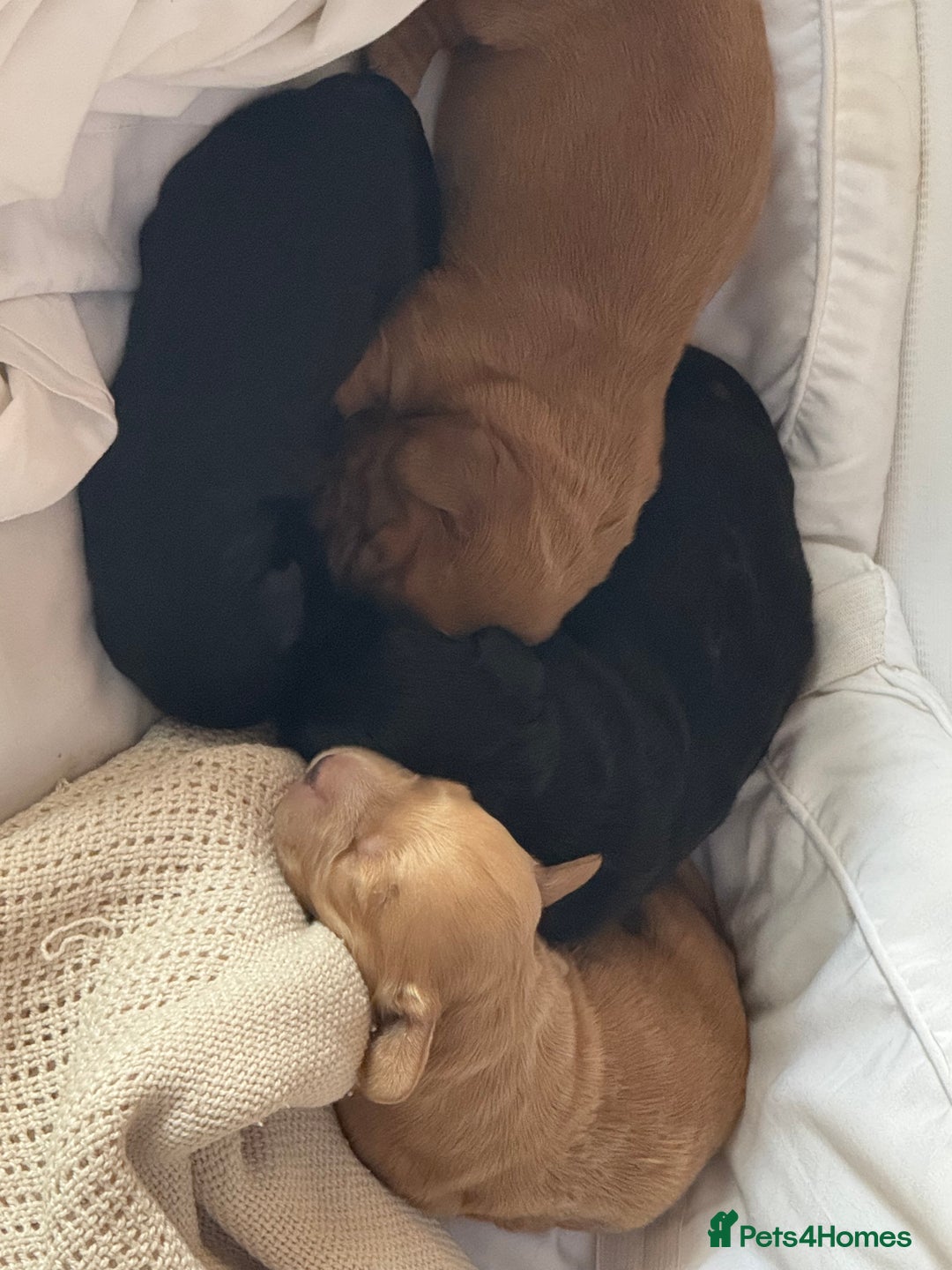 Mixed Breed dogs for sale: Show Cocker X Miniature dachshund Puppies - Image 5