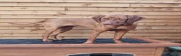 Hungarian Vizsla dogs for sale: Beautiful KC Registered Hungarian Vizsla Puppies  - Advert 18