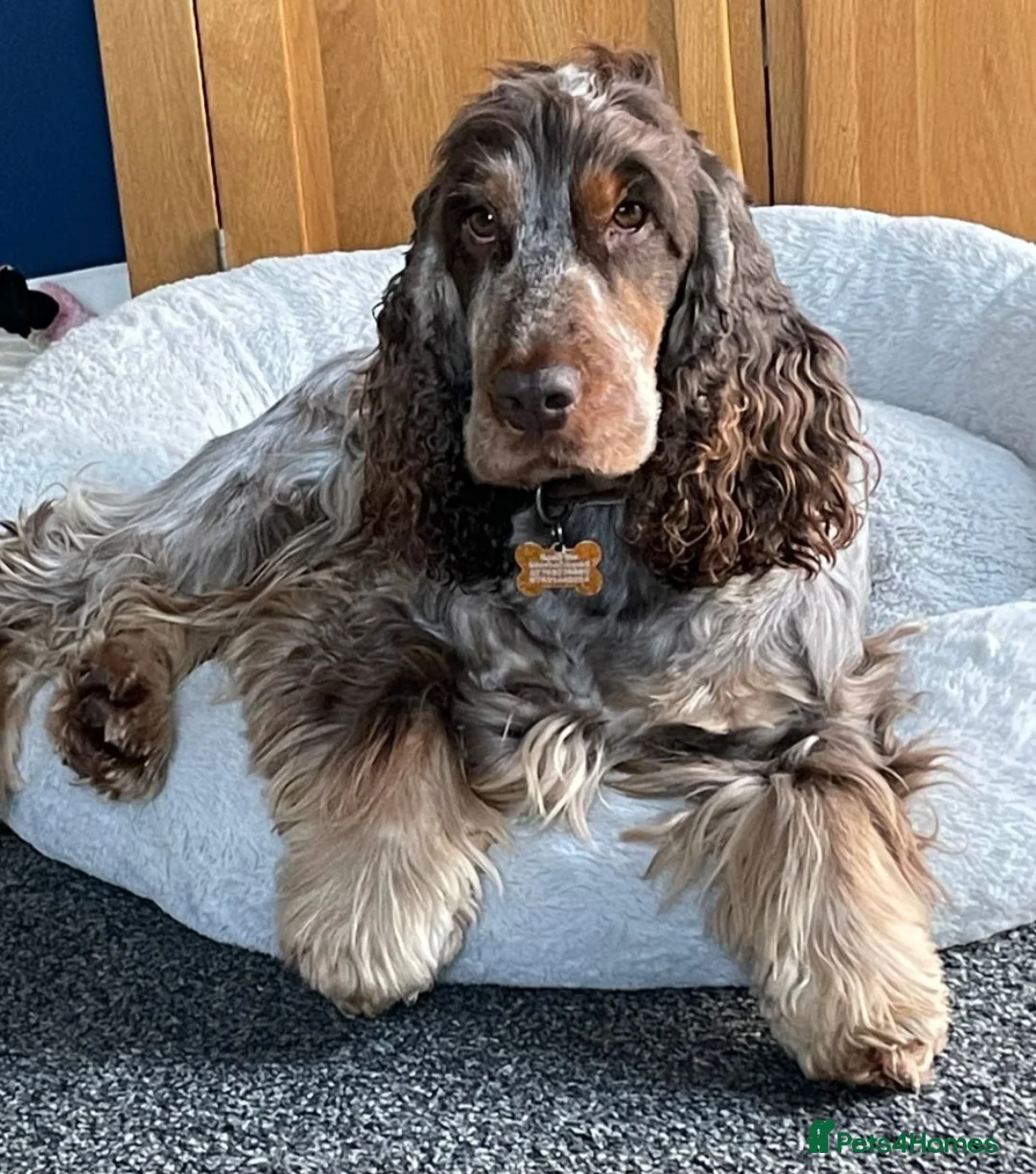 Cocker Spaniel dogs for sale: Beautiful show cockapoo litter due 1st march  - Advert 4