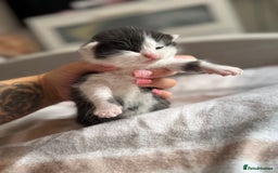 British Shorthair cats for sale: British shorthair kittens ❤️REDUCED❤️ - Image 9