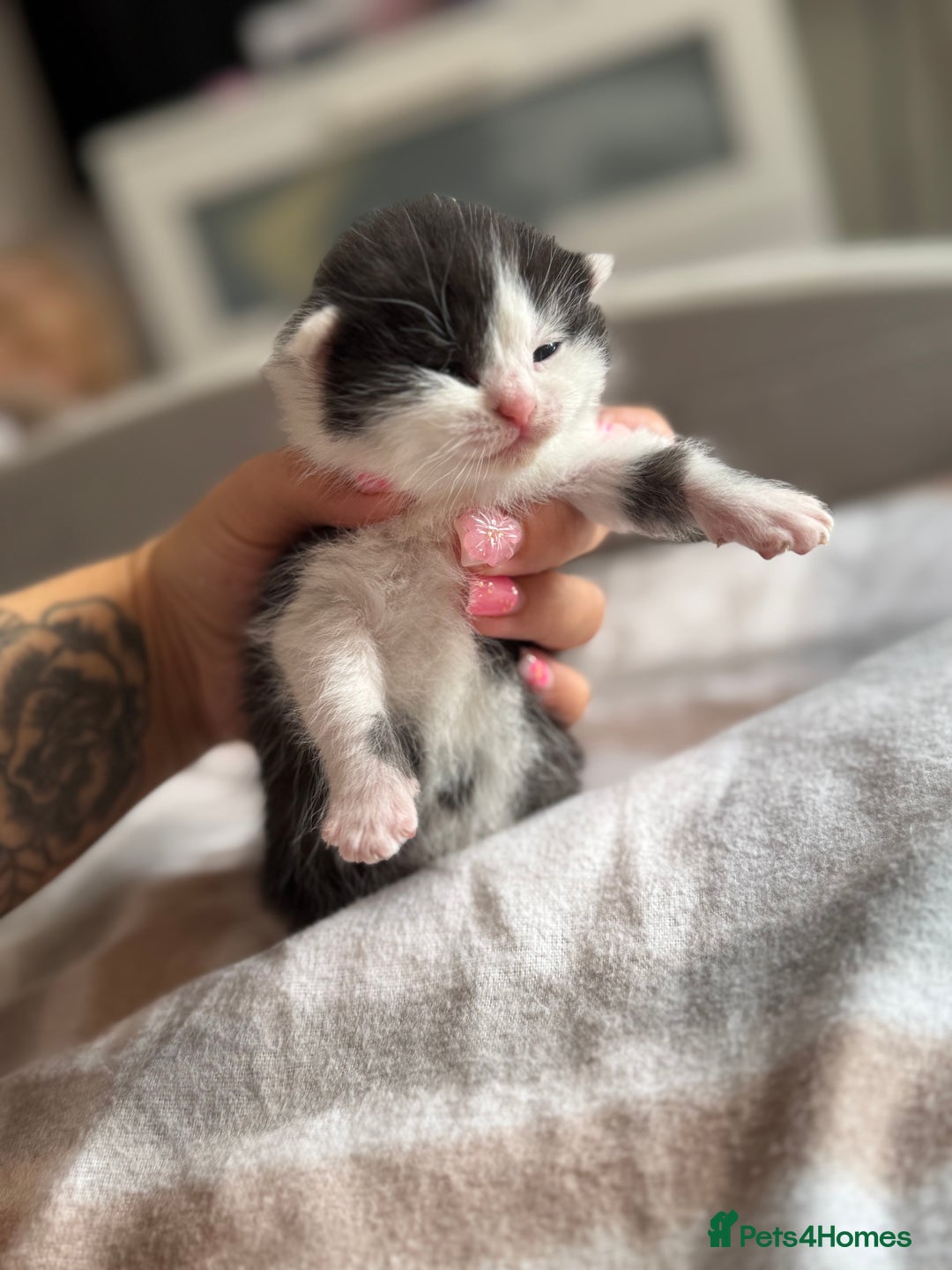 British Shorthair cats for sale: British shorthair kittens ❤️REDUCED❤️ - Image 9