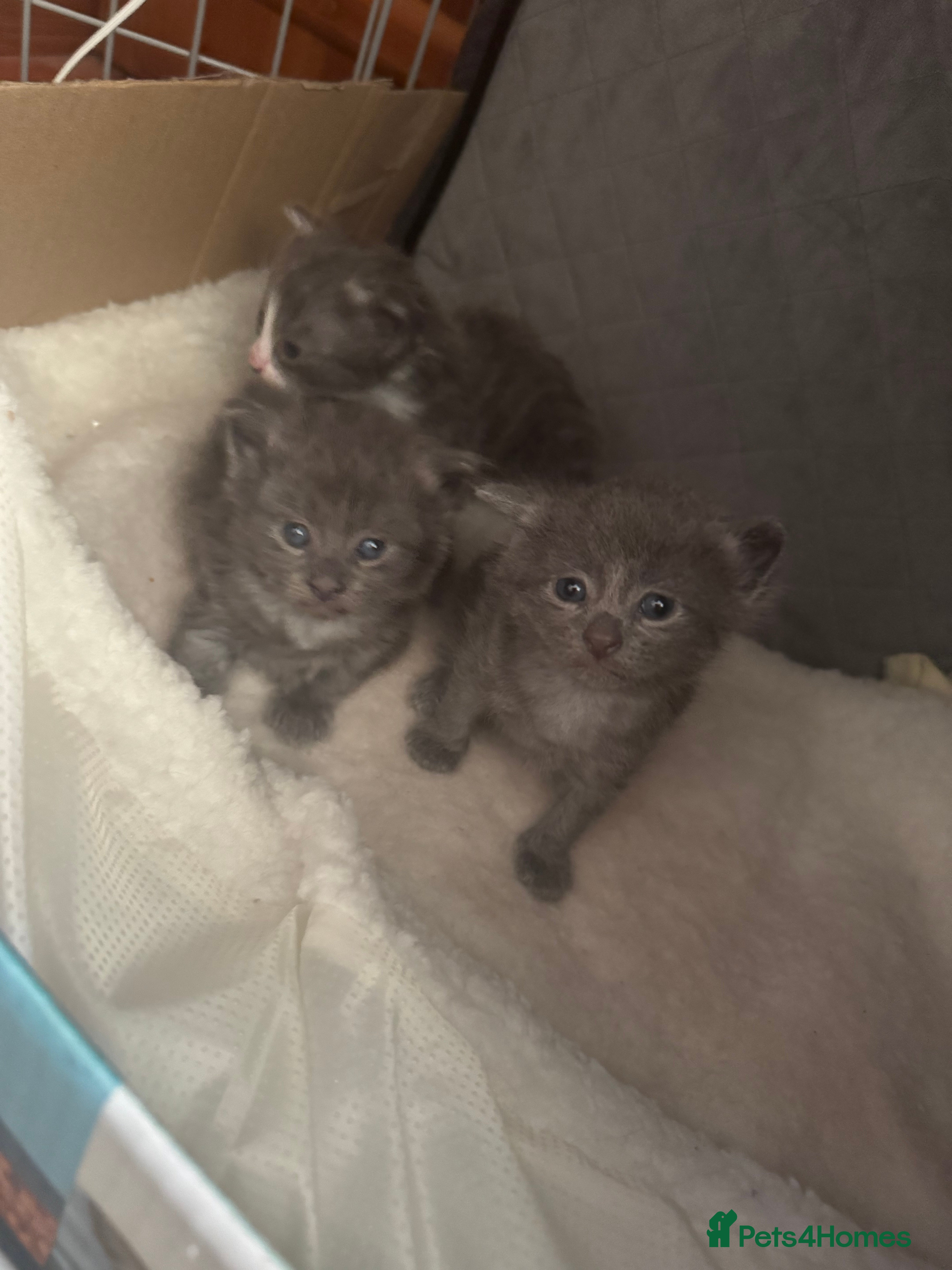 Mixed Breed cats British blue short hair cross kittens - Advert 1