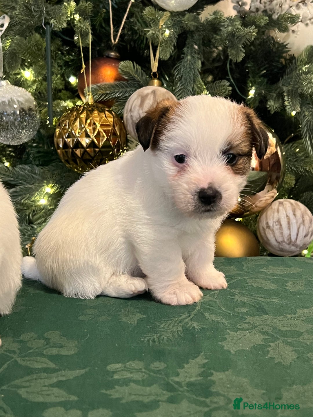 Jack Russell dogs for sale: KC registered  rough coated Jack Russell pups - Advert 16