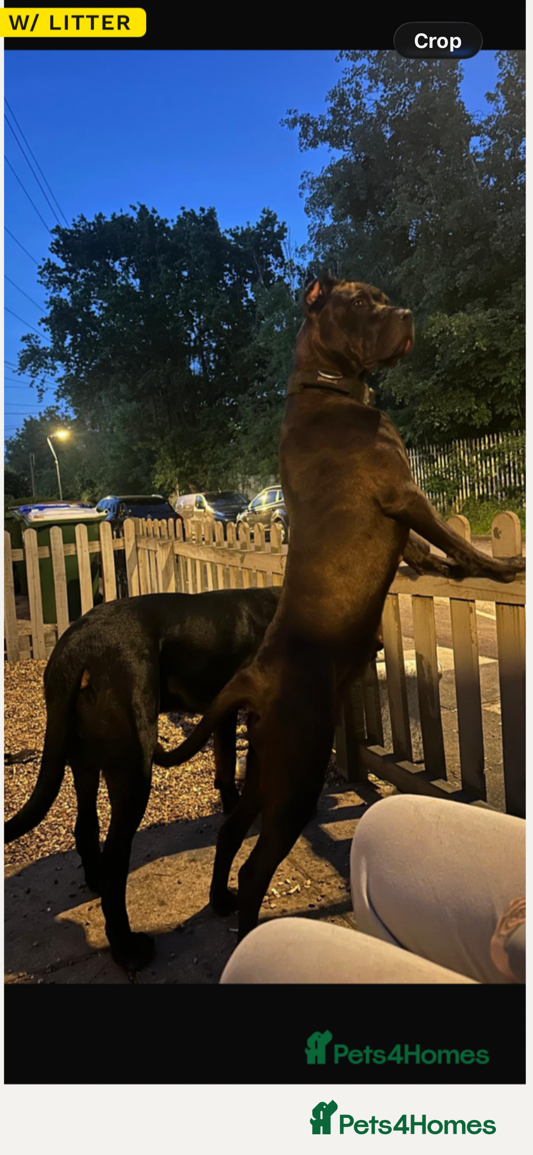 Mixed Breed dogs for sale: multigen Bandogge Puppies/mastiff - Advert 3