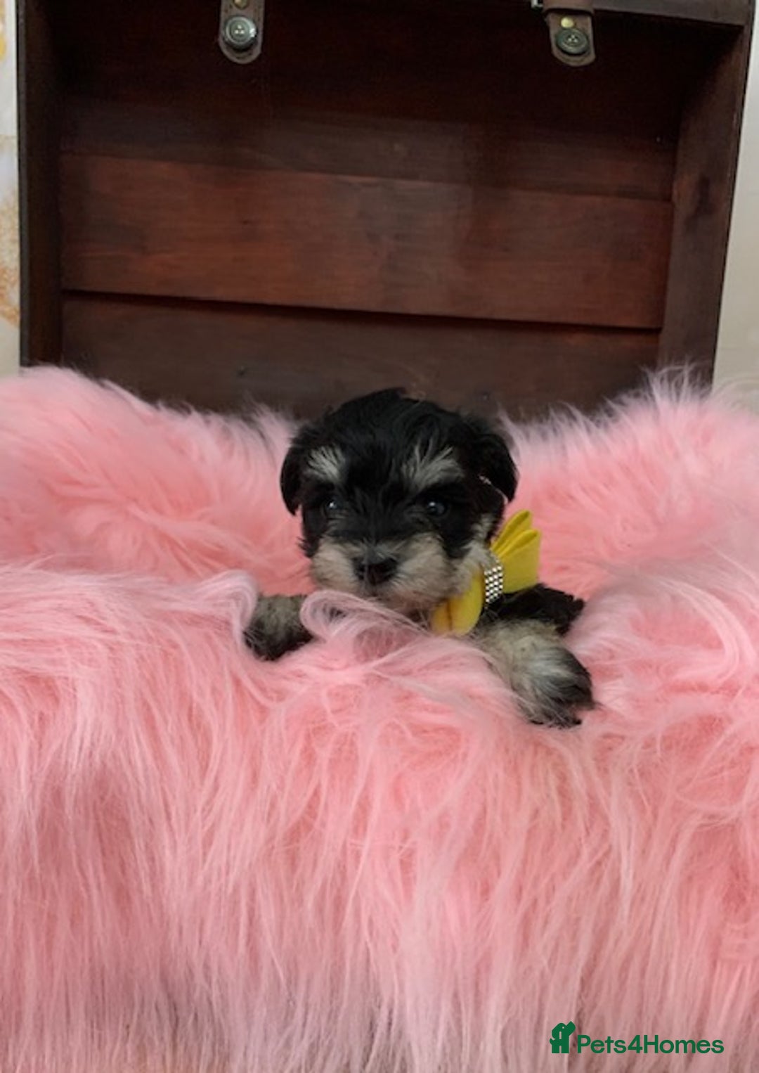 Miniature Schnauzer dogs for sale: 5* LICENSED - KC MINI (TOY) SCHNAUZER CHOCOLATE  - Advert 21