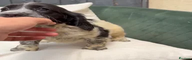 Cockapoo Puppy 4