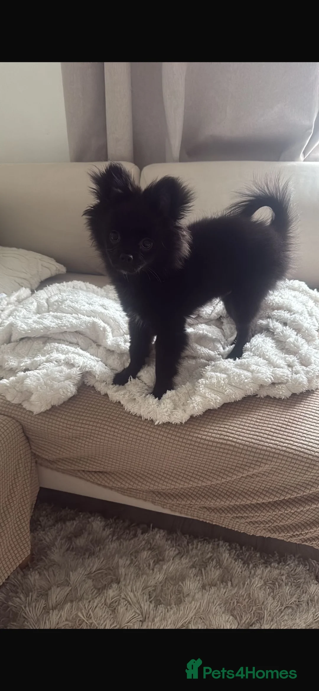 Pomchi dogs for sale: Primrose precious pomchi  - Advert 27