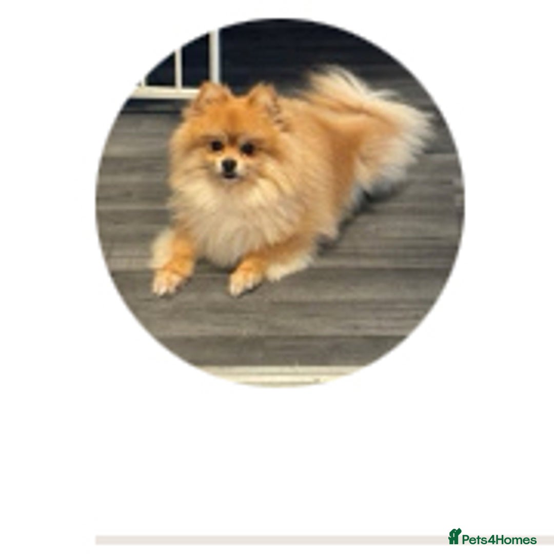 Pomchi dogs for sale: Pomchi F1BB - Image 3