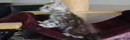 Maine Coon cats for sale: 6 pedigree Mainecoon kittens  - Advert 3