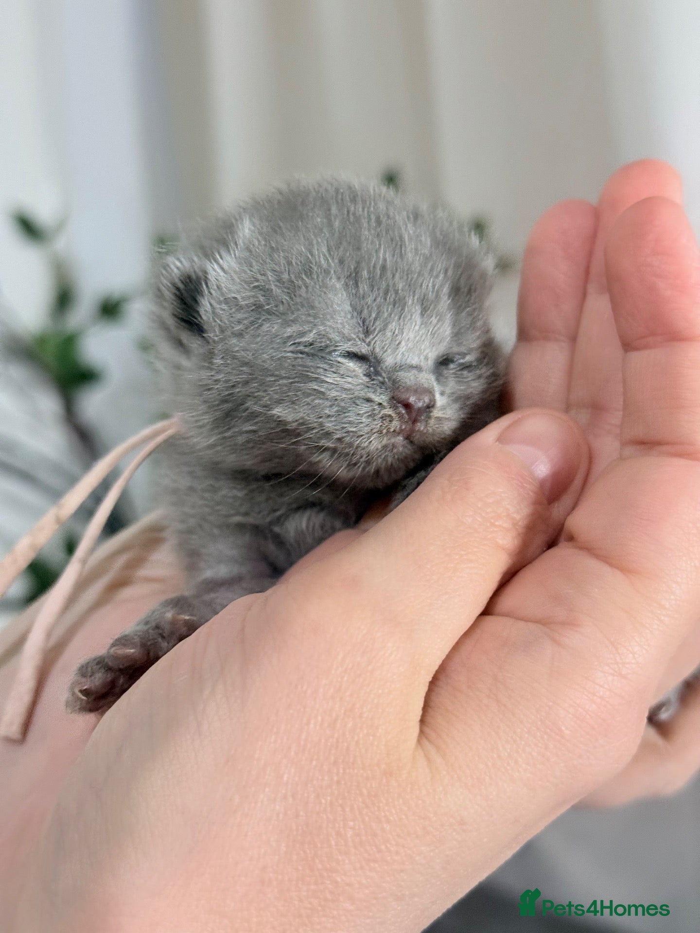British Shorthair cats 100% PURE SILVER BLUE Pedigree Champions - Advert 2