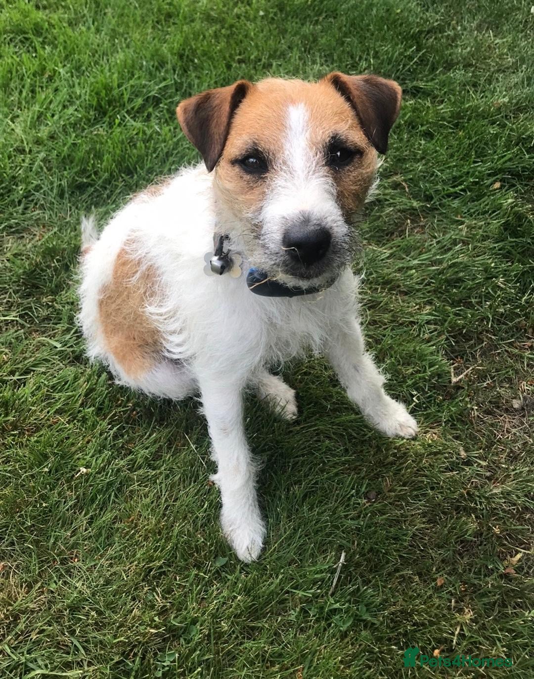 Jack Russell dogs for sale: Jack Russell puppies for sale - Advert 9