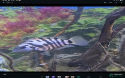 Cichlids fish for sale: Tropical fish for sale! - Image 5