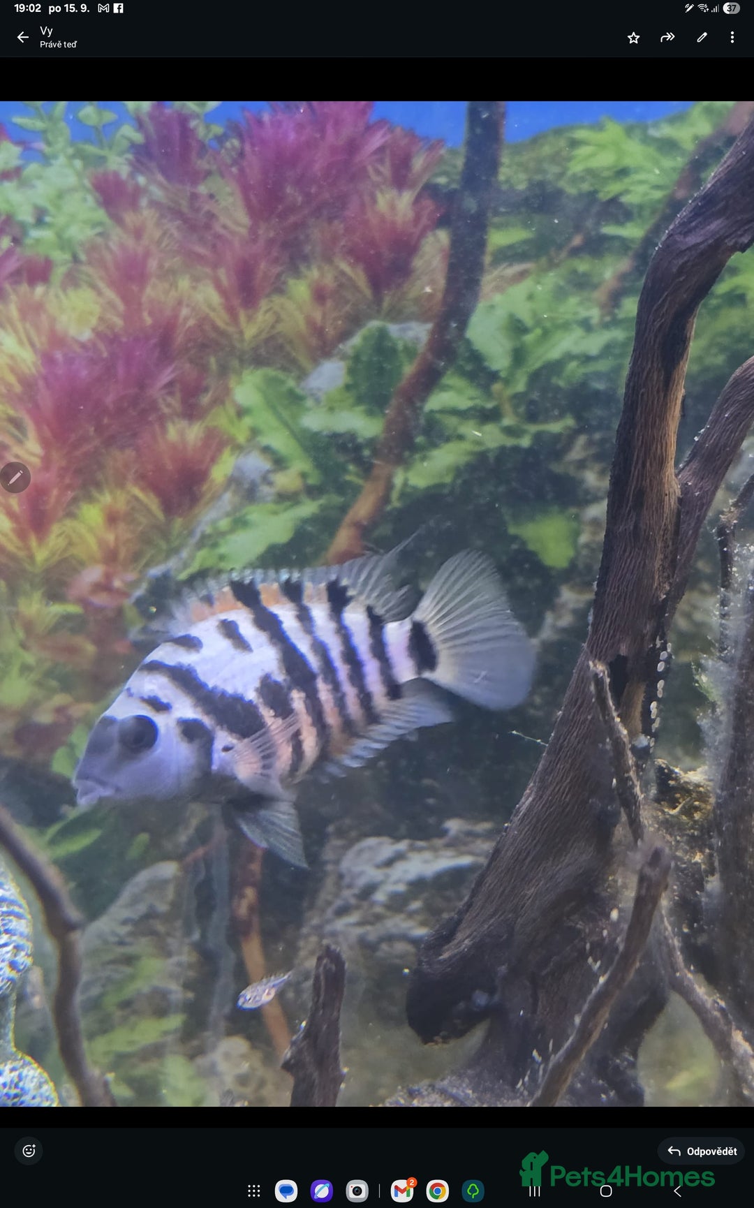 Cichlids fish for sale: Tropical fish for sale! - Image 5