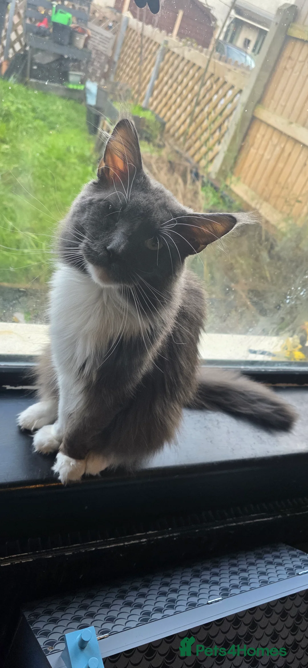 Maine Coon cats for stud: Beautiful Highly Proven Boy for Stud in Swadlincote - Advert 10