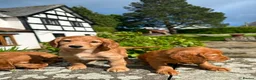 Cocker Spaniel dogs for sale: Pure Bred Red Cocker Spaniel Pups in Leominster - Advert 7