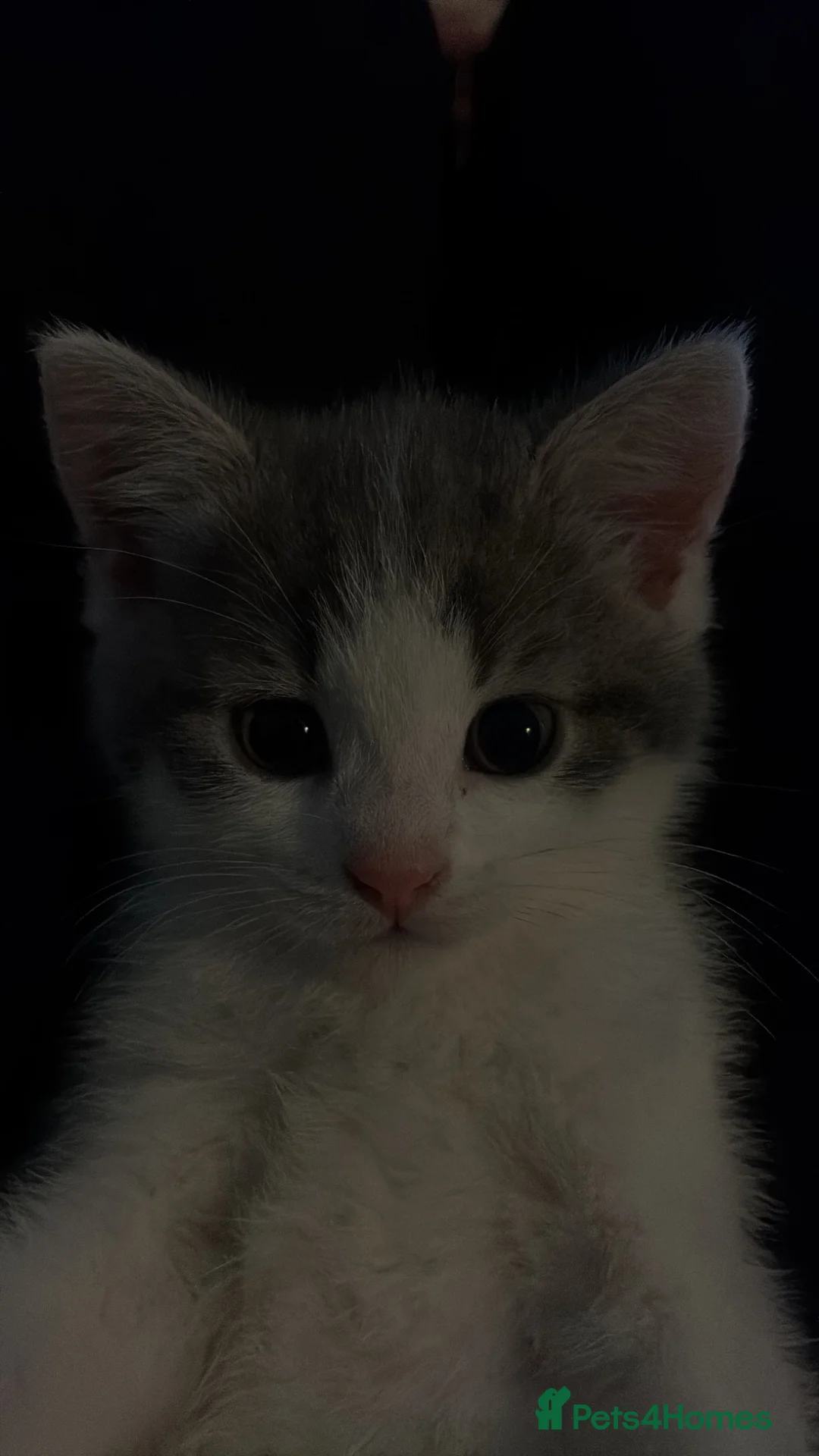 British Shorthair cats for sale: 2 Male british short hair kittens  - Advert 2