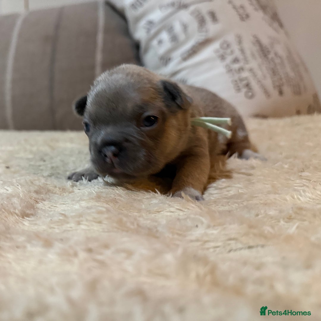 French Bulldog dogs for sale: French bulldog puppies - Advert 17