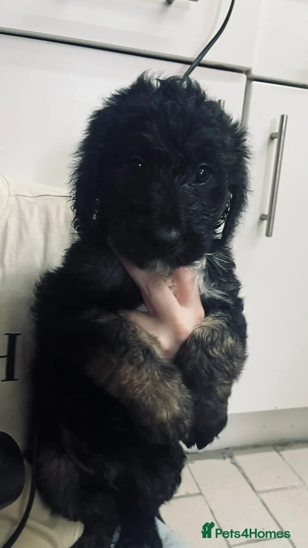 Mixed Breed dogs for sale: Border doodles,  - Advert 2