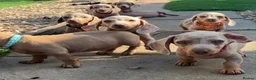 Dachshund dogs for sale: Miniature Dachshund puppies - Advert 2