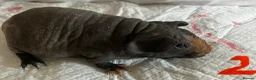 Guinea Pig rodents for sale: Well handled skinny pigs and one teddy boy.  - Advert 6