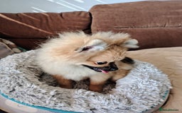 Pomeranian dogs for sale: Pom puppys with Kc reg , pedigree for sale - Image 8