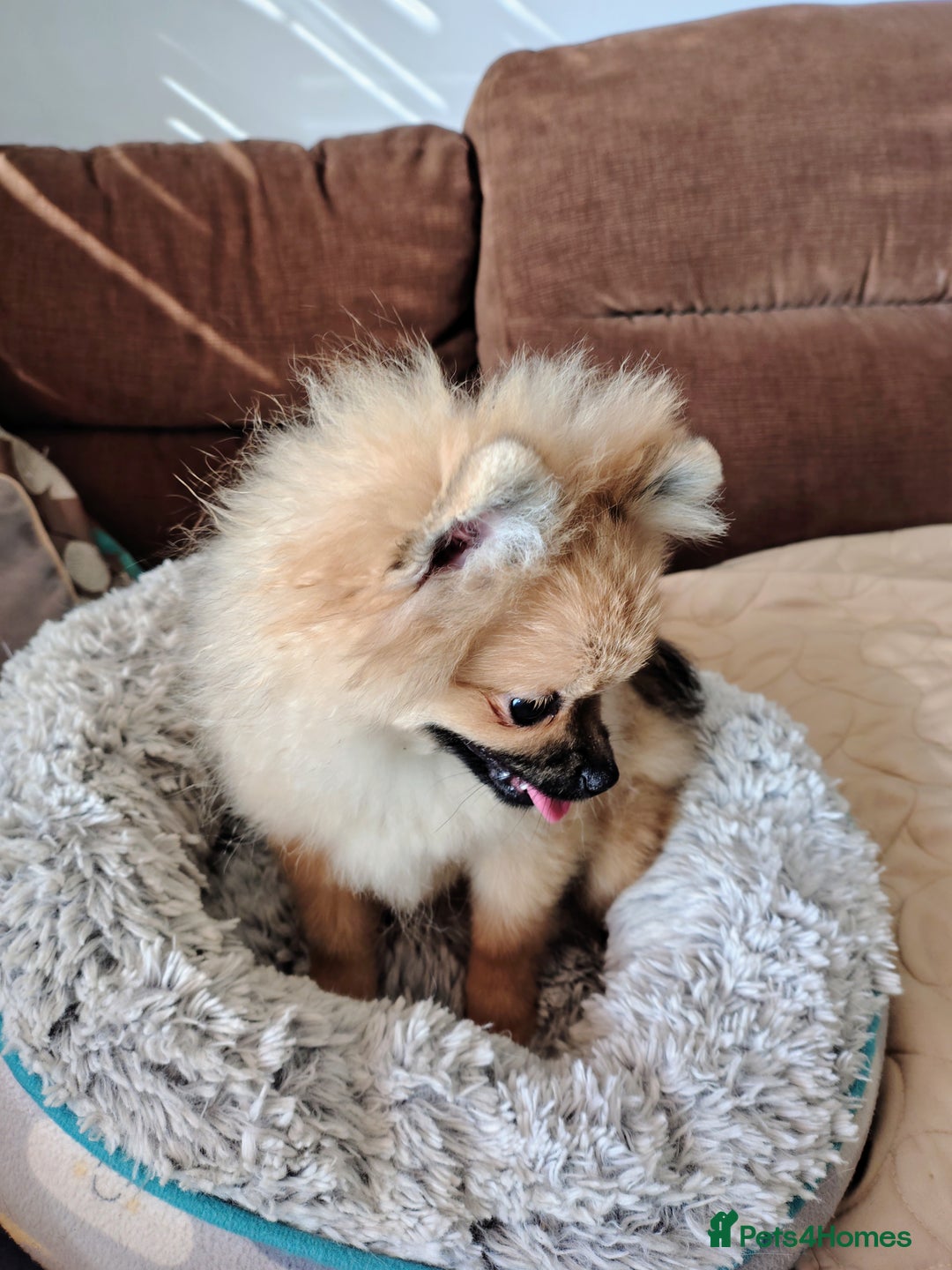 Pomeranian dogs for sale: Pom puppys with Kc reg , pedigree for sale - Image 8