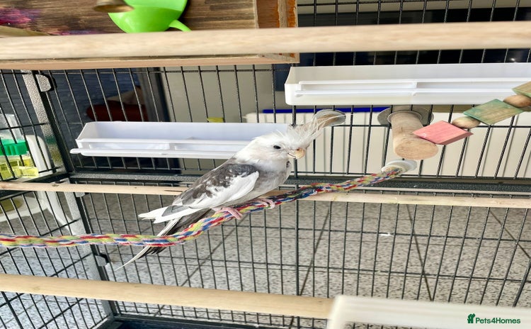 Cockatiels birds - Advert 9