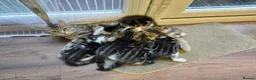 Mixed Breed cats for sale: Tabby Siberian mix - Advert 10