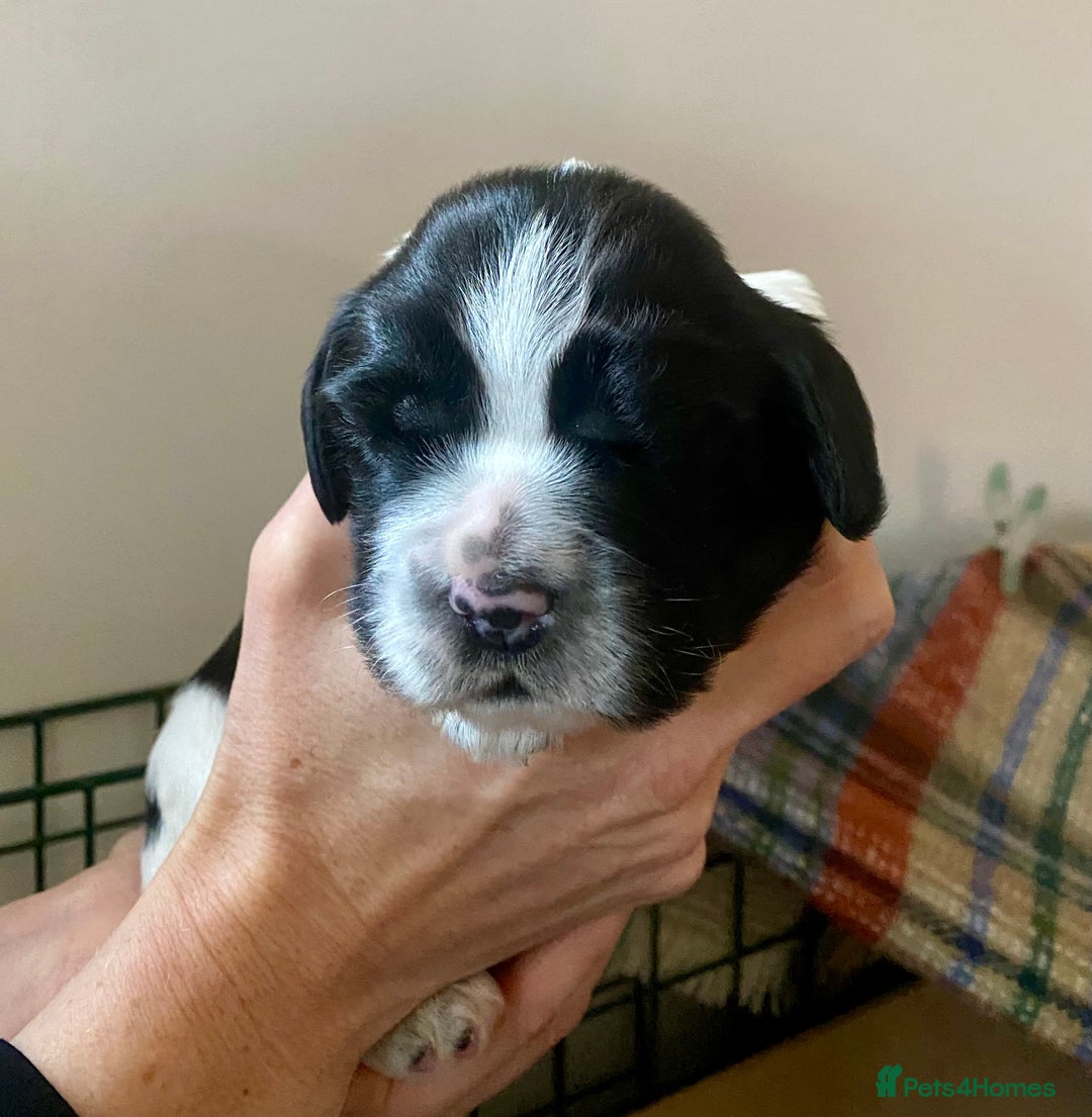 English Springer Spaniel dogs for sale: Beautiful ESS puppies, excellent pedigree  - Advert 10