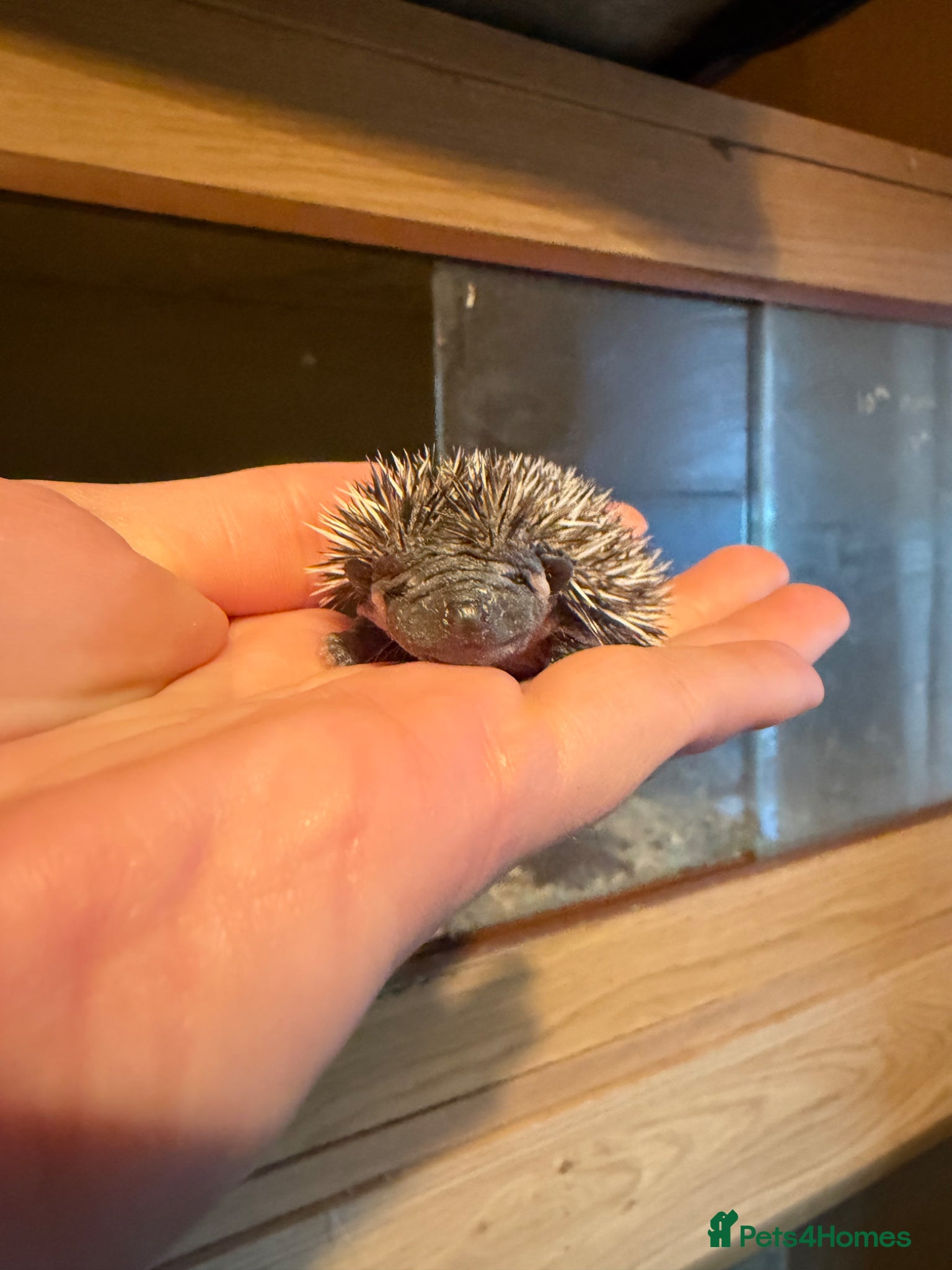 Pygmy Hedgehog rodents African Pygmy hedgehogs- litters in nest. - Advert 14