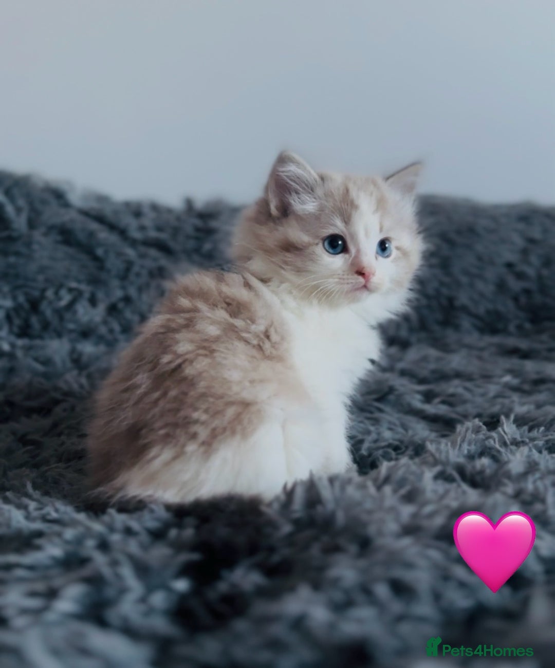 Ragdoll cats for sale: 🩷🐾Tica full Pedigree🐾EU Ragdoll 🐱🐾DNA Clear - Advert 23