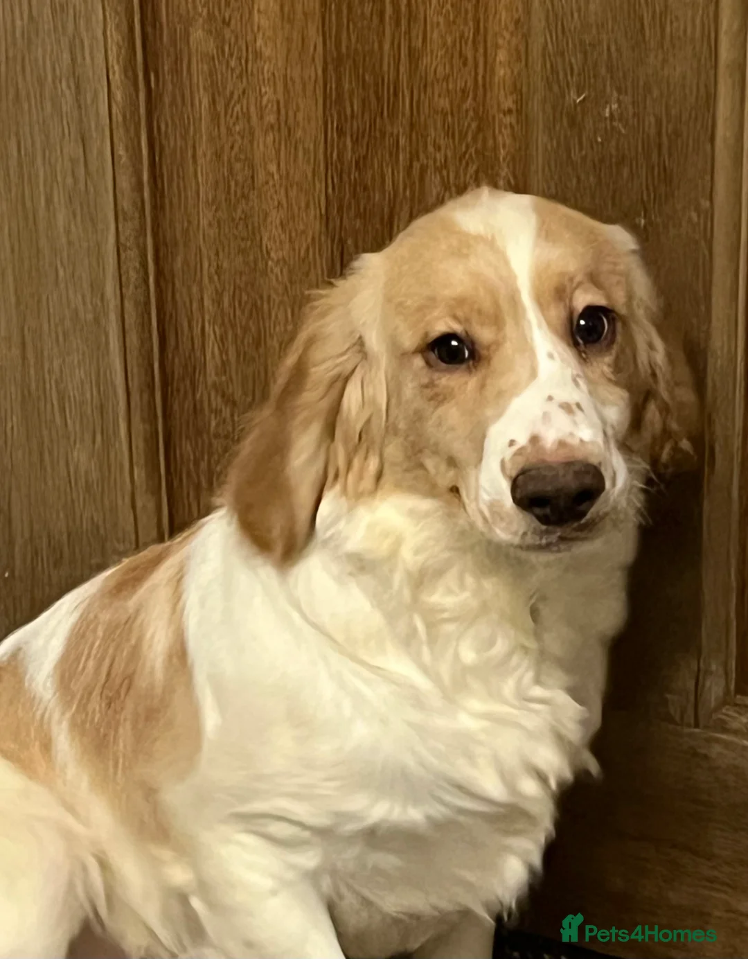 Cocker Spaniel dogs for sale: Working Cocker Spaniels - Advert 9